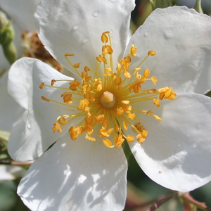 Szkółka róż - róże pnące ramblery - biały  - Rosa  Kiftsgate - róża z dyskretnym zapachem - E. Murrell - Rozkwita w dużych grupach, jej pojedyncze kwiaty przynosi w lipcu-sierpniu, ale wtedy masowo.